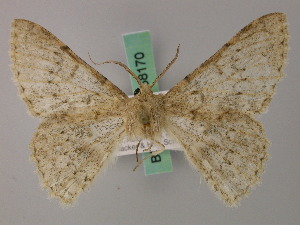  ( - BC ZSM Lep 58169)  @11 [ ] by-nc-sa (2025) SNSB, Staatliche Naturwissenschaftliche Sammlungen Bayerns ZSM (SNSB, Zoologische Staatssammlung Muenchen)