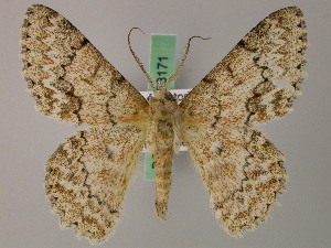  (Pingasa delotypa - BC ZSM Lep 58170)  @11 [ ] by-nc-sa (2025) SNSB, Staatliche Naturwissenschaftliche Sammlungen Bayerns ZSM (SNSB, Zoologische Staatssammlung Muenchen)