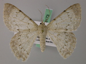  (Pingasa signifrontaria - BC ZSM Lep 58172)  @11 [ ] by-nc-sa (2025) SNSB, Staatliche Naturwissenschaftliche Sammlungen Bayerns ZSM (SNSB, Zoologische Staatssammlung Muenchen)
