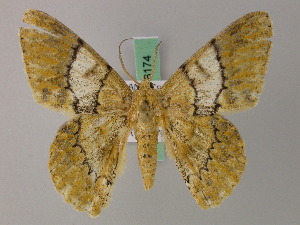  ( - BC ZSM Lep 58173)  @11 [ ] by-nc-sa (2025) SNSB, Staatliche Naturwissenschaftliche Sammlungen Bayerns ZSM (SNSB, Zoologische Staatssammlung Muenchen)