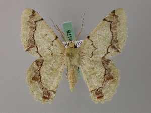  ( - BC ZSM Lep 58175)  @11 [ ] by-nc-sa (2025) SNSB, Staatliche Naturwissenschaftliche Sammlungen Bayerns ZSM (SNSB, Zoologische Staatssammlung Muenchen)