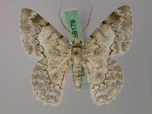  (Pingasa subpurpurea - BC ZSM Lep 58178)  @11 [ ] by-nc-sa (2025) SNSB, Staatliche Naturwissenschaftliche Sammlungen Bayerns ZSM (SNSB, Zoologische Staatssammlung Muenchen)