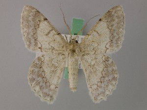  (Pingasa manilensis - BC ZSM Lep 58179)  @11 [ ] by-nc-sa (2025) SNSB, Staatliche Naturwissenschaftliche Sammlungen Bayerns ZSM (SNSB, Zoologische Staatssammlung Muenchen)