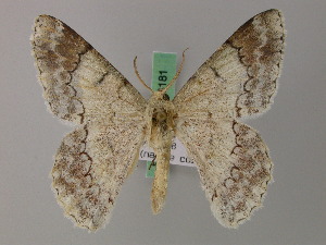  (Pingasa porphyrochrostes - BC ZSM Lep 58180)  @11 [ ] by-nc-sa (2025) SNSB, Staatliche Naturwissenschaftliche Sammlungen Bayerns ZSM (SNSB, Zoologische Staatssammlung Muenchen)