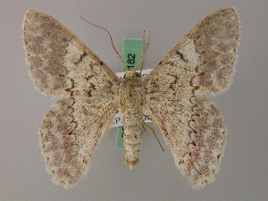  ( - BC ZSM Lep 58181)  @11 [ ] by-nc-sa (2025) SNSB, Staatliche Naturwissenschaftliche Sammlungen Bayerns ZSM (SNSB, Zoologische Staatssammlung Muenchen)