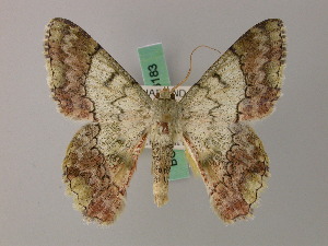  ( - BC ZSM Lep 58182)  @11 [ ] by-nc-sa (2025) SNSB, Staatliche Naturwissenschaftliche Sammlungen Bayerns ZSM (SNSB, Zoologische Staatssammlung Muenchen)