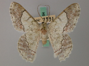  ( - BC ZSM Lep 58183)  @11 [ ] by-nc-sa (2025) SNSB, Staatliche Naturwissenschaftliche Sammlungen Bayerns ZSM (SNSB, Zoologische Staatssammlung Muenchen)