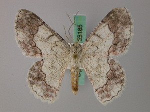  (Pingasa sulawesica - BC ZSM Lep 58184)  @11 [ ] by-nc-sa (2025) SNSB, Staatliche Naturwissenschaftliche Sammlungen Bayerns ZSM (SNSB, Zoologische Staatssammlung Muenchen)