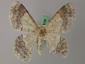  ( - BC ZSM Lep 58185)  @11 [ ] by-nc-sa (2025) SNSB, Staatliche Naturwissenschaftliche Sammlungen Bayerns ZSM (SNSB, Zoologische Staatssammlung Muenchen)