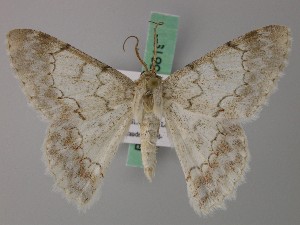  (Pingasa crenaria - BC ZSM Lep 58189)  @11 [ ] by-nc-sa (2025) SNSB, Staatliche Naturwissenschaftliche Sammlungen Bayerns ZSM (SNSB, Zoologische Staatssammlung Muenchen)