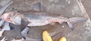 (Carcharhinus altimus - RJ CCA 3973)  @13 [ ] CreativeCommons - Attribution Non-Commercial Share-Alike (2012) Rima W. Jabado Unspecified