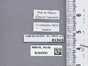  ( - BC-MNHN-LEP01343)  @11 [ ] by-nc-sa (2021) MNHN MNHN, Paris