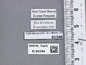  (Tmolus conoveria - BC-MNHN-LEP01346)  @11 [ ] by-nc-sa (2021) MNHN MNHN, Paris