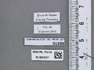  ( - BC-MNHN-LEP01359)  @11 [ ] by-nc-sa (2021) MNHN MNHN, Paris