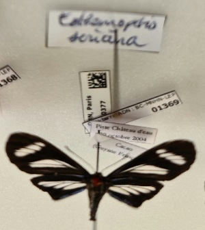  (Esthemopsis sericina - BC-MNHN-LEP01369)  @11 [ ] by-nc-sa (2021) MNHN MNHN, Paris