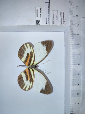  (Perrhybris pamela - BC-MNHN-LEP01408)  @11 [ ] cc (2022) Rodolphe Rougerie Muséum national d'histoire naturelle