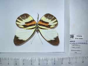  (Perrhybris pamela pamela - BC-MNHN-LEP01409)  @11 [ ] cc (2022) Rodolphe Rougerie Muséum national d'histoire naturelle