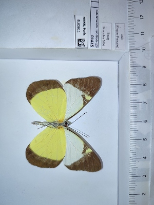  (Melete lycimnia lycimnia - BC-MNHN-LEP01415)  @11 [ ] cc (2022) Rodolphe Rougerie Muséum national d'histoire naturelle