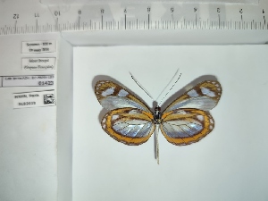  (Dismorphia theucharila vitrea - BC-MNHN-LEP01423)  @11 [ ] cc (2022) Rodolphe Rougerie Muséum national d'histoire naturelle