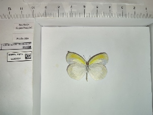  (Eurema elathea lamasi - BC-MNHN-LEP01428)  @11 [ ] cc (2022) Rodolphe Rougerie Muséum national d'histoire naturelle