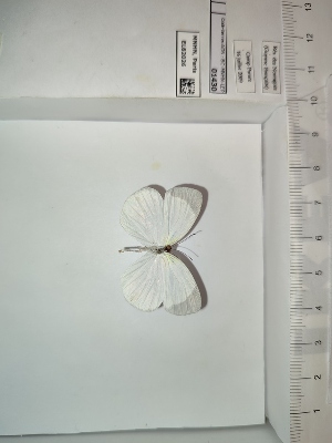  (Eurema albula albula - BC-MNHN-LEP01430)  @11 [ ] cc (2022) Rodolphe Rougerie Muséum national d'histoire naturelle