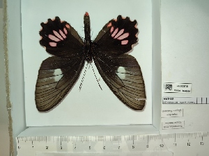  (Parides lysander - BC-MNHN-LEP01436)  @11 [ ] cc (2022) Rodolphe Rougerie Muséum national d'histoire naturelle
