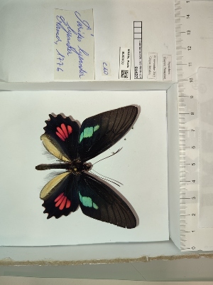  (Parides lysander lysander - BC-MNHN-LEP01437)  @11 [ ] cc (2022) Rodolphe Rougerie Muséum national d'histoire naturelle