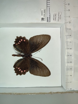  (Parides panthonus - BC-MNHN-LEP01439)  @11 [ ] cc (2022) Rodolphe Rougerie Muséum national d'histoire naturelle