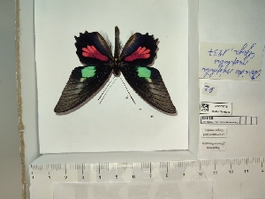  (Parides neophilus - BC-MNHN-LEP01441)  @11 [ ] cc (2022) Rodolphe Rougerie Muséum national d'histoire naturelle