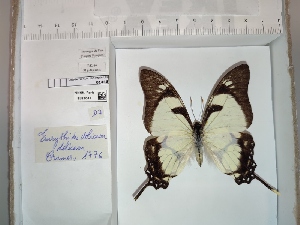  (Eurytides dolicaon - BC-MNHN-LEP01446)  @11 [ ] cc (2022) Rodolphe Rougerie Muséum national d'histoire naturelle