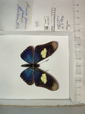  (Eurytides pausanias - BC-MNHN-LEP01451)  @11 [ ] cc (2022) Rodolphe Rougerie Muséum national d'histoire naturelle