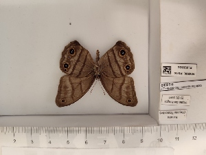  (Megeuptychia souadae - BC-MNHN-LEP01620)  @11 [ ] cc (2022) Rodolphe Rougerie Muséum national d'histoire naturelle