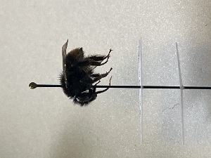  ( - GG_BG_009_mlo)  @11 [ ] nrr (2025) Guillaume Ghisbain University of Mons