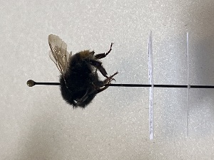  ( - GG_BG_010_mlo)  @11 [ ] nrr (2025) Guillaume Ghisbain University of Mons