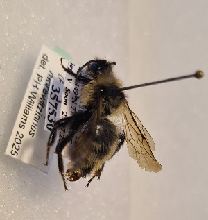  (Bombus morawitzianus - KYR_275)  @11 [ ] nrr (2025) Paul H. Williams University of Mons