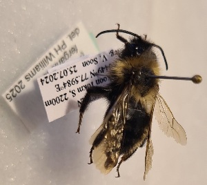 (Bombus ferganicus - KYR_281)  @11 [ ] nrr (2025) Paul H. Williams University of Mons