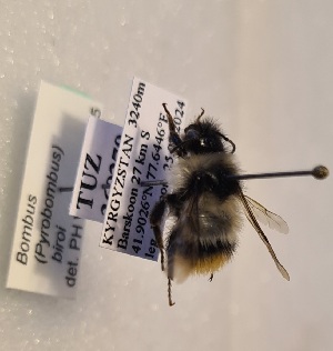  (Bombus biroi - KYR_327)  @11 [ ] nrr (2025) Paul H. Williams University of Mons