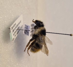  ( - KYR_56)  @11 [ ] nrr (2025) Paul H. Williams University of Mons