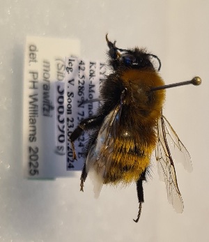  (Bombus morawitzi - KYR_562)  @11 [ ] nrr (2025) Paul H. Williams University of Mons