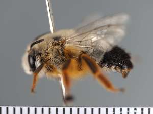  (Anthophora scopipes - PRAS3306)  @11 [ ] Unspecified (default): All Rights Reserved (2025) Pierre Rasmont University of Mons