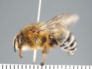  (Anthophora aegyptiaca - PRAS3307)  @11 [ ] Unspecified (default): All Rights Reserved (2025) Pierre Rasmont University of Mons