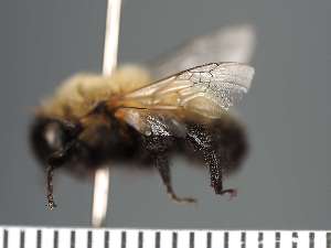  (Anthophora facialoides - PRAS3309)  @11 [ ] Unspecified (default): All Rights Reserved (2025) Pierre Rasmont University of Mons