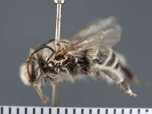  (Anthophora cunicularia - PRAS3313)  @11 [ ] Unspecified (default): All Rights Reserved (2025) Pierre Rasmont University of Mons