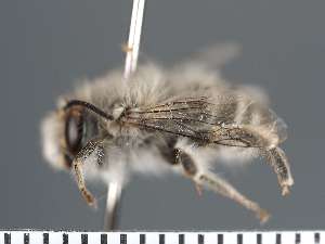  (Anthophora rivolleti - PRAS3315)  @11 [ ] Unspecified (default): All Rights Reserved (2025) Pierre Rasmont University of Mons