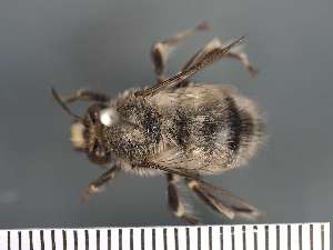  (Anthophora subterranea - PRAS3319)  @11 [ ] Unspecified (default): All Rights Reserved (2025) Pierre Rasmont University of Mons