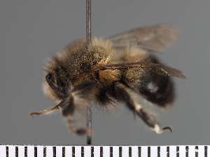  ( - PRAS3320)  @11 [ ] Unspecified (default): All Rights Reserved (2025) Pierre Rasmont University of Mons