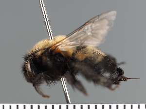  ( - PRAS3324)  @11 [ ] Unspecified (default): All Rights Reserved (2025) Pierre Rasmont University of Mons