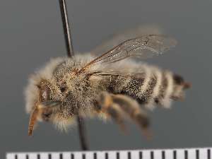  (Anthophora albicilla - PRAS3326)  @11 [ ] Unspecified (default): All Rights Reserved (2025) Pierre Rasmont University of Mons