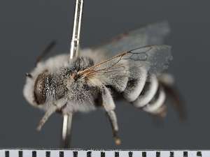  ( - PRAS3334)  @11 [ ] Unspecified (default): All Rights Reserved (2025) Pierre Rasmont University of Mons