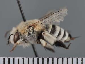  ( - PRAS3335)  @11 [ ] Unspecified (default): All Rights Reserved (2025) Pierre Rasmont University of Mons